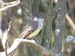 Myiarchus tuberculifer