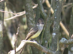 Myiarchus tuberculifer