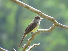 Myiarchus tuberculifer