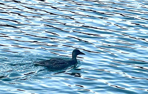 Stockente