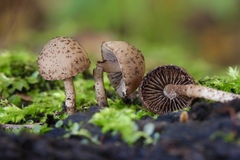 Cystoagaricus