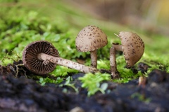 Cystoagaricus