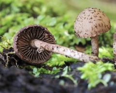Cystoagaricus
