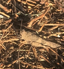 Trimerotropis occidentalis