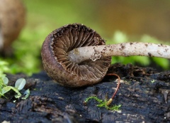 Cystoagaricus
