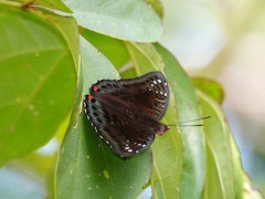 Euthalia adonia