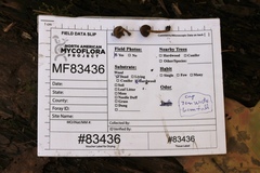 Cystoagaricus
