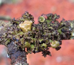 Tuckermanella fendleri