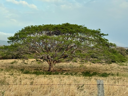 Enterolobium cyclocarpum - Leaves