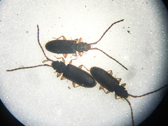 Uleiota debilis