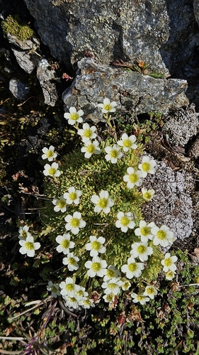 Saxifraga muscoides, photograph 3