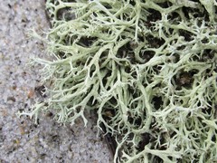 Cladonia labradorica