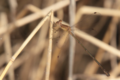 Lestes forficula
