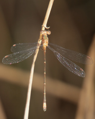 Lestes forficula