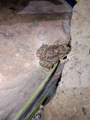 Pleurodema cinereum