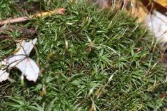 Atrichum altecristatum
