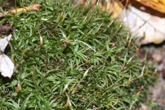 Atrichum altecristatum