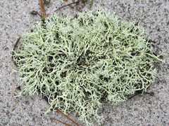Cladonia labradorica