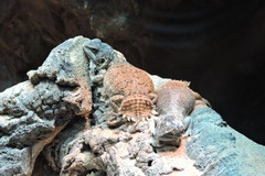 Taylor's Strange Agama photo 5