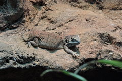 Taylor's Strange Agama photo 4