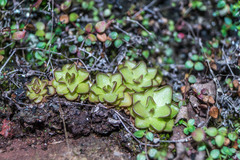 Pinguicula gracilis