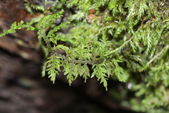 Thuidium recognitum