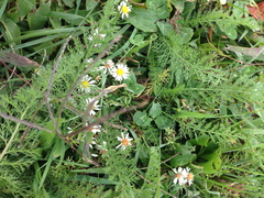 Asteraceae