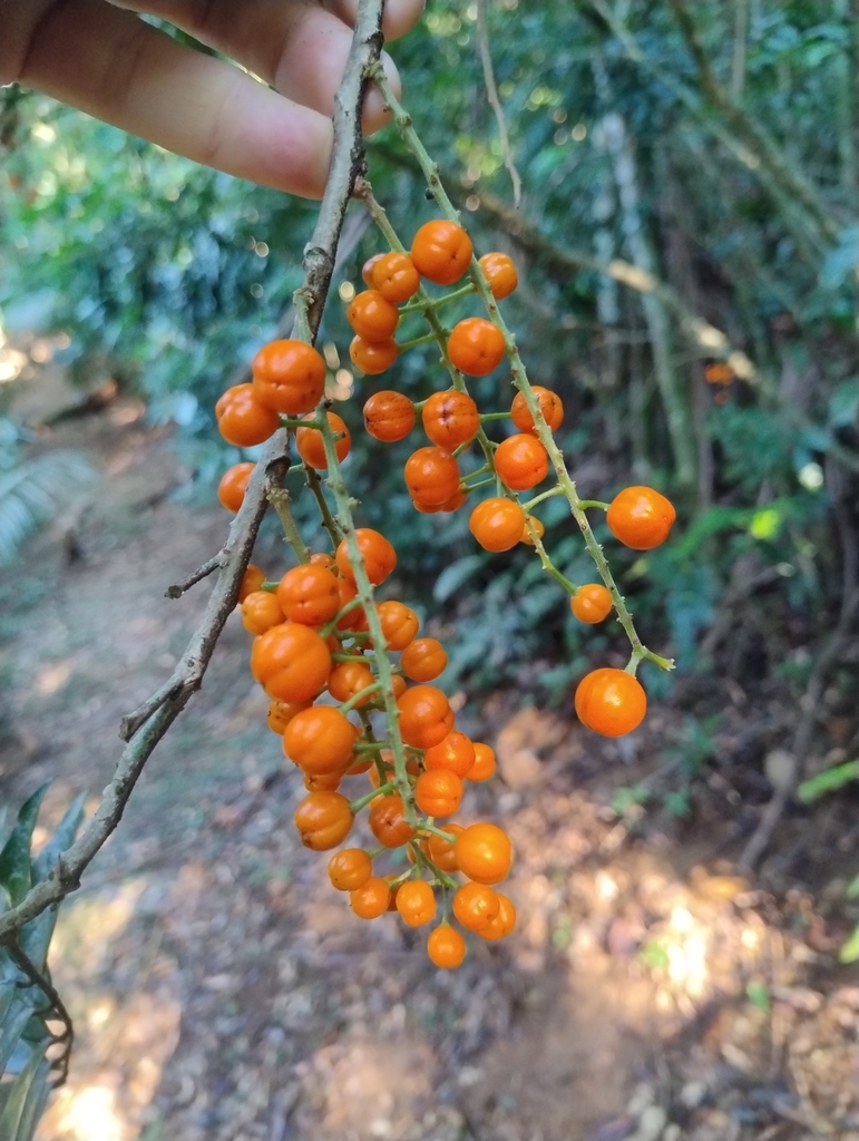 Picramnia ramiflora