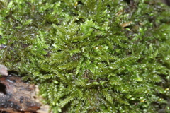Rhynchostegium serrulatum