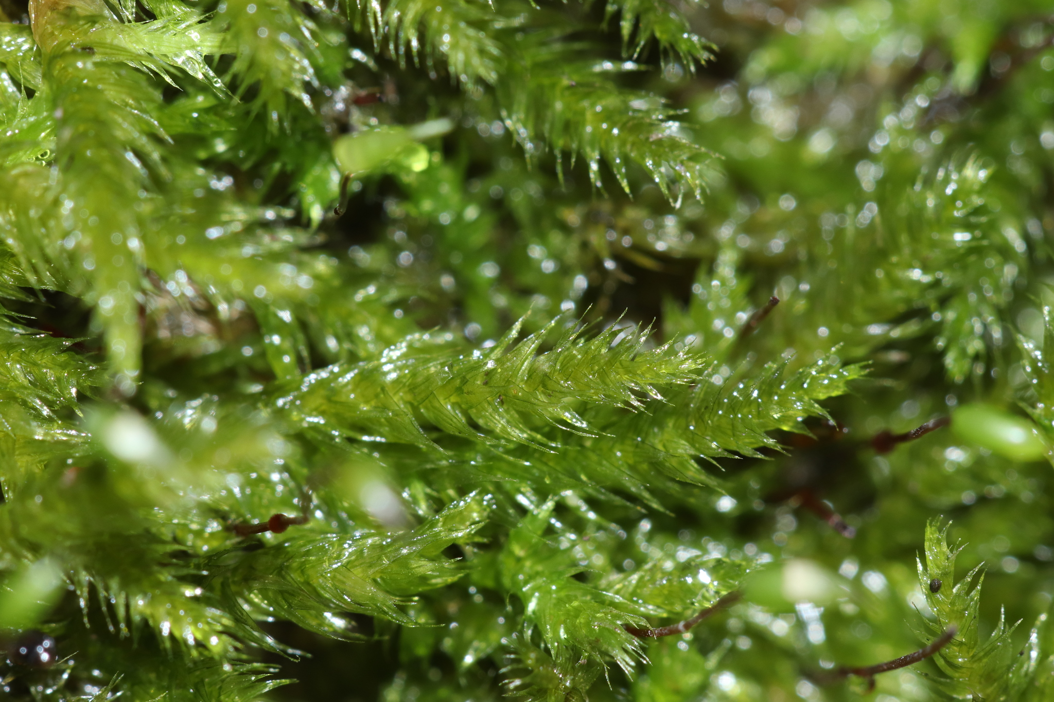 Rhynchostegium serrulatum