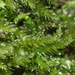 Steerecleus Moss - Photo (c) Sequoia Janirella Wrens, some rights reserved (CC BY-NC), uploaded by Sequoia Janirella Wrens