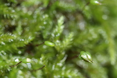 Rhynchostegium serrulatum