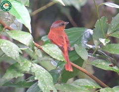 Pachyramphus castaneus