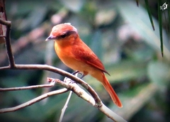 Pachyramphus castaneus