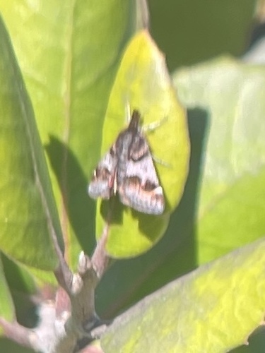 Hoary Pyrausta photo 2