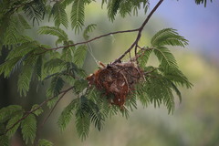 Pachyramphus castaneus