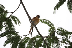 Pachyramphus castaneus