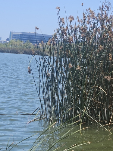 iNaturalist observation photo of California bulrush