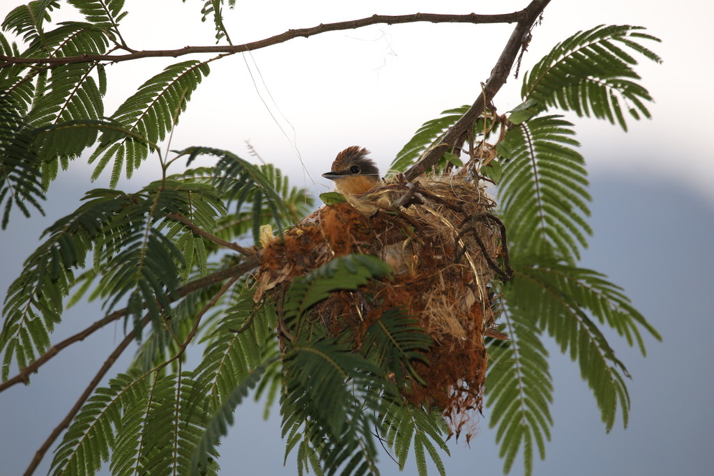Chestnut-crowned Becard