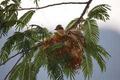 Pachyramphus castaneus