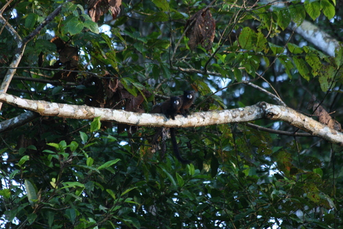 Illiger's Saddle-back Tamarin