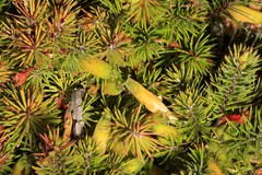 Stenanthera pinifolia