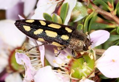 Castiarina parallela