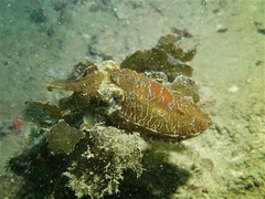 Sepia recurvirostra