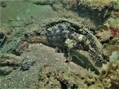 Centrogenys vaigiensis