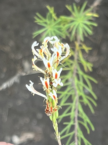Tropical Slugwort (Hebenstretia angolensis)