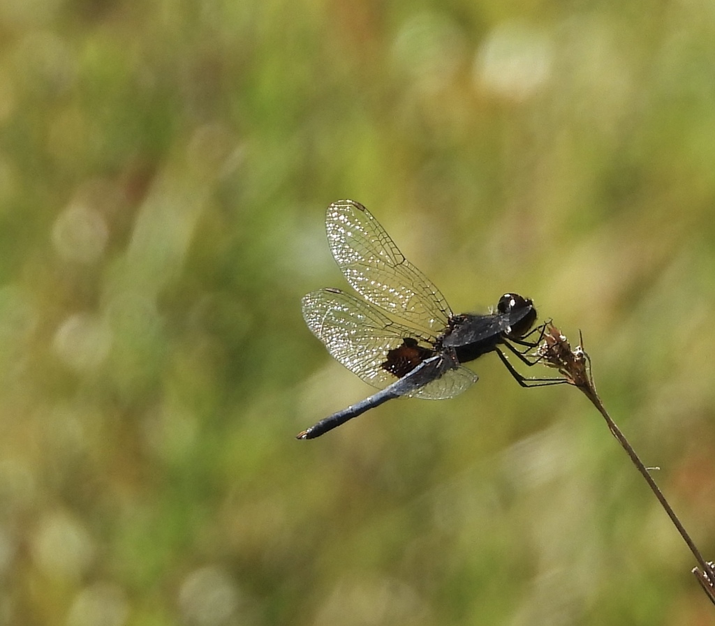 Martha's Pennant