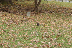 Sciurus carolinensis pennsylvanicus