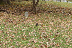 Sciurus carolinensis pennsylvanicus