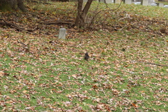 Sciurus carolinensis pennsylvanicus